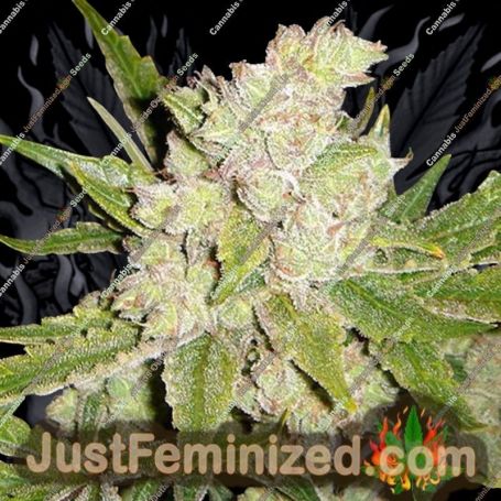 Sogauda by Soma Seeds Cannabis Seeds For Sale at Just Feminized