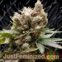 Somalicious by Soma Seeds Cannabis Seeds For Sale at Just Feminized
