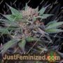 Somango by Soma Seeds Cannabis Seeds For Sale at Just Feminized