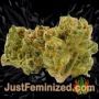 Somango by Soma Seeds Buds Weed Ganja Skunk Pot Reefer Dope Herb Pics Images