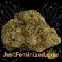 Somango by Soma Seeds Buds Weed Ganja Skunk Pot Reefer Dope Herb Pics Images