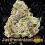 Somango by Soma Seeds Buds Weed Ganja Skunk Pot Reefer Dope Herb Pics Images