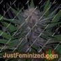Blueberry by BC Bud Depot Cannabis Seeds For Sale at Just Feminized