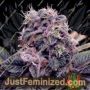 Blue Berry by Spliff Seeds Cannabis Seeds For Sale at Just Feminized