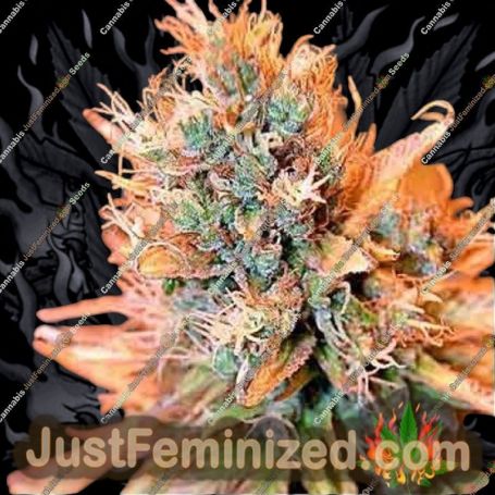 Blue Medi Kush by Spliff Seeds Cannabis Seeds For Sale at Just Feminized