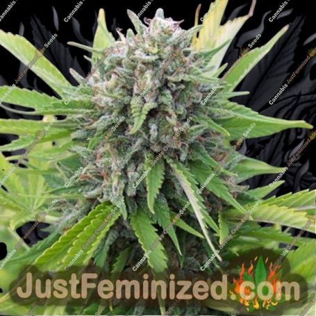 Bubblegun by Spliff Seeds Cannabis Seeds For Sale at Just Feminized