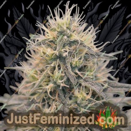 Berry by Spliff Seeds Cannabis Seeds For Sale at Just Feminized