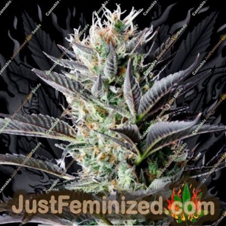 Dutch Blue Auto by Spliff Seeds Cannabis Seeds For Sale at Just Feminized