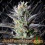 Dutch Blue Auto by Spliff Seeds Cannabis Seeds For Sale at Just Feminized