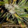 Chem Fire by BC Bud Depot Cannabis Seeds For Sale at Just Feminized