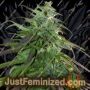 Fast Bud Outdoor by Spliff Seeds Cannabis Seeds For Sale at Just Feminized
