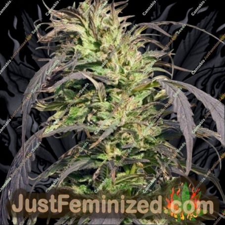 Gold Rush Outdoor by Spliff Seeds Cannabis Seeds For Sale at Just Feminized