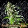 Jack F1 by Spliff Seeds Cannabis Seeds For Sale at Just Feminized