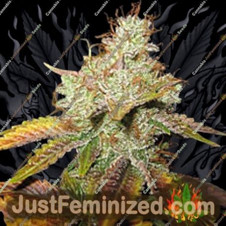 Master Kush by Spliff Seeds Cannabis Seeds For Sale at Just Feminized