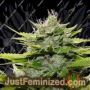 God Bud by BC Bud Depot Cannabis Seeds For Sale at Just Feminized