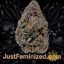 Moon Walker Kush by Spliff Seeds Buds Weed Ganja Skunk Pot Reefer Dope Herb Pics Images
