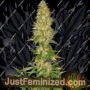 Royal Thai by Spliff Seeds Cannabis Seeds For Sale at Just Feminized