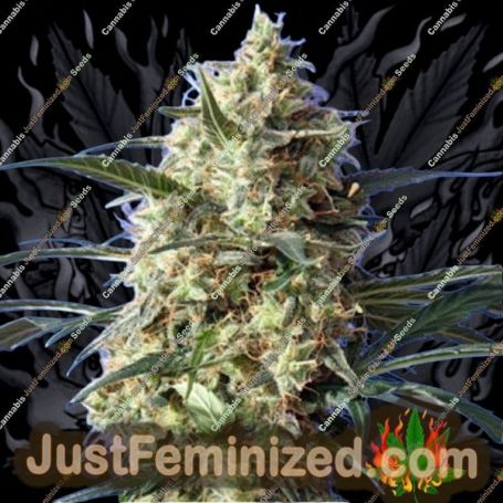 Snow White by Spliff Seeds Cannabis Seeds For Sale at Just Feminized