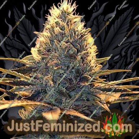 Cheese by Spliff Seeds Cannabis Seeds For Sale at Just Feminized
