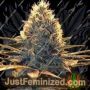 Cheese by Spliff Seeds Cannabis Seeds For Sale at Just Feminized