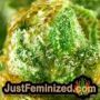 Cheese by Spliff Seeds THC CBD Close Up Trichomes Potency Yield Indica Sativa Strain Pic Images