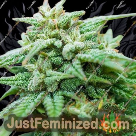 Cheese Auto by Spliff Seeds Cannabis Seeds For Sale at Just Feminized