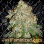 Sweet n Sour Outdoor by Spliff Seeds Cannabis Seeds For Sale at Just Feminized