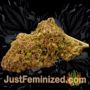 Sweet n Sour Outdoor by Spliff Seeds Buds Weed Ganja Skunk Pot Reefer Dope Herb Pics Images