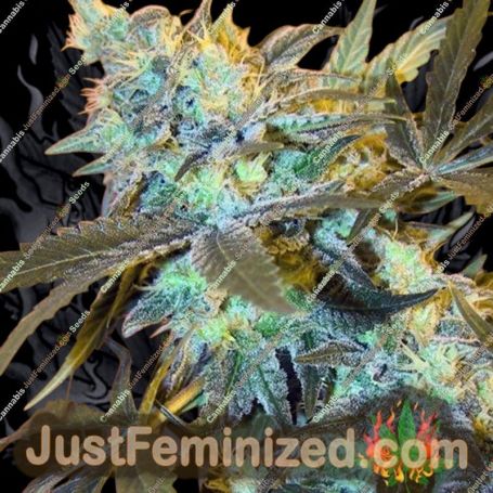 White Widow by Spliff Seeds Cannabis Seeds For Sale at Just Feminized