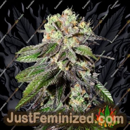 Caboose by Strain Hunters Cannabis Seeds For Sale at Just Feminized