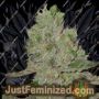 Damnesia by Strain Hunters Cannabis Seeds For Sale at Just Feminized