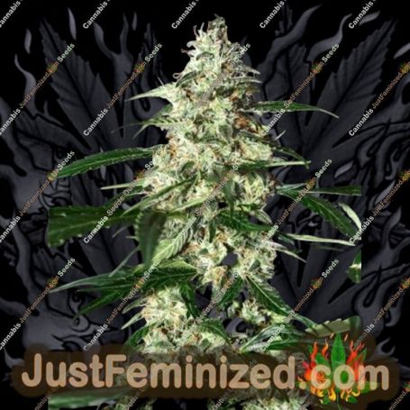 Skunk Auto by Strain Hunters Cannabis Seeds For Sale at Just Feminized