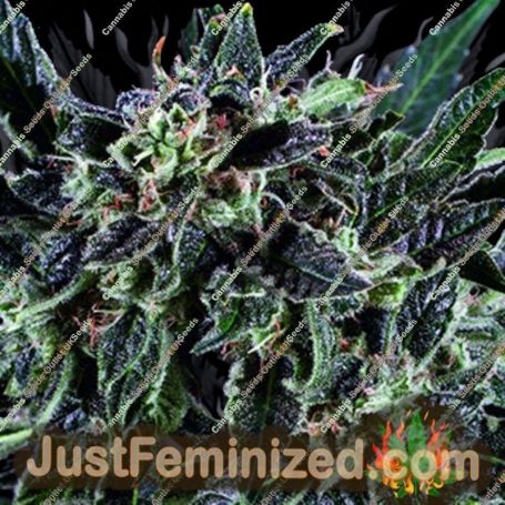 Amnesia Haze by Super CBDx Cannabis Seeds For Sale at Just Feminized