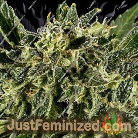 Baba Yao by Super CBDx Cannabis Seeds For Sale at Just Feminized
