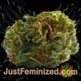 Black Critical by Super CBDx Buds Weed Ganja Skunk Pot Reefer Dope Herb Pics Images