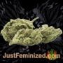 Blue Cheese by Super CBDx Buds Weed Ganja Skunk Pot Reefer Dope Herb Pics Images