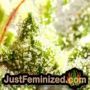 Blue Cheese by Super CBDx THC CBD Close Up Trichomes Potency Yield Indica Sativa Strain Pic Images