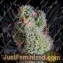 Cheese by Super CBDx Cannabis Seeds For Sale at Just Feminized