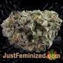 Cheese by Super CBDx Buds Weed Ganja Skunk Pot Reefer Dope Herb Pics Images