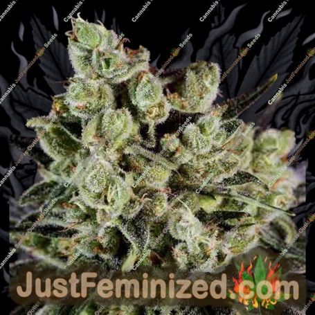 Grapefruit by Super CBDx Cannabis Seeds For Sale at Just Feminized