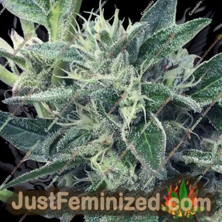 Lost Coast OG by Super CBDx Cannabis Seeds For Sale at Just Feminized