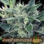Lost Coast OG by Super CBDx Cannabis Seeds For Sale at Just Feminized