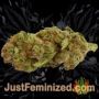 Lost Coast OG by Super CBDx Buds Weed Ganja Skunk Pot Reefer Dope Herb Pics Images