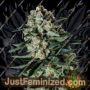 Matanuska Thunderfuck by Super CBDx Cannabis Seeds For Sale at Just Feminized