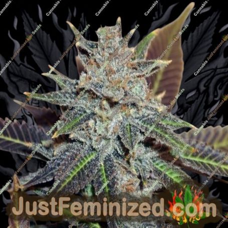 Night Nurse by BC Bud Depot Cannabis Seeds For Sale at Just Feminized