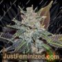 Night Nurse by BC Bud Depot Cannabis Seeds For Sale at Just Feminized