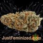 OG Kush by Super CBDx Buds Weed Ganja Skunk Pot Reefer Dope Herb Pics Images