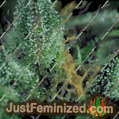Skunk No.1 by Super CBDx Cannabis Seeds For Sale at Just Feminized