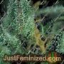 Skunk No.1 by Super CBDx Cannabis Seeds For Sale at Just Feminized