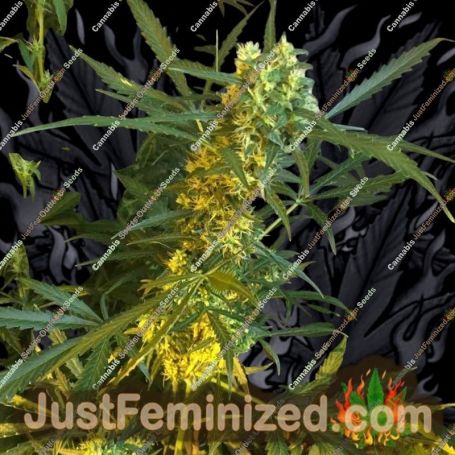 Somango by Super CBDx Cannabis Seeds For Sale at Just Feminized